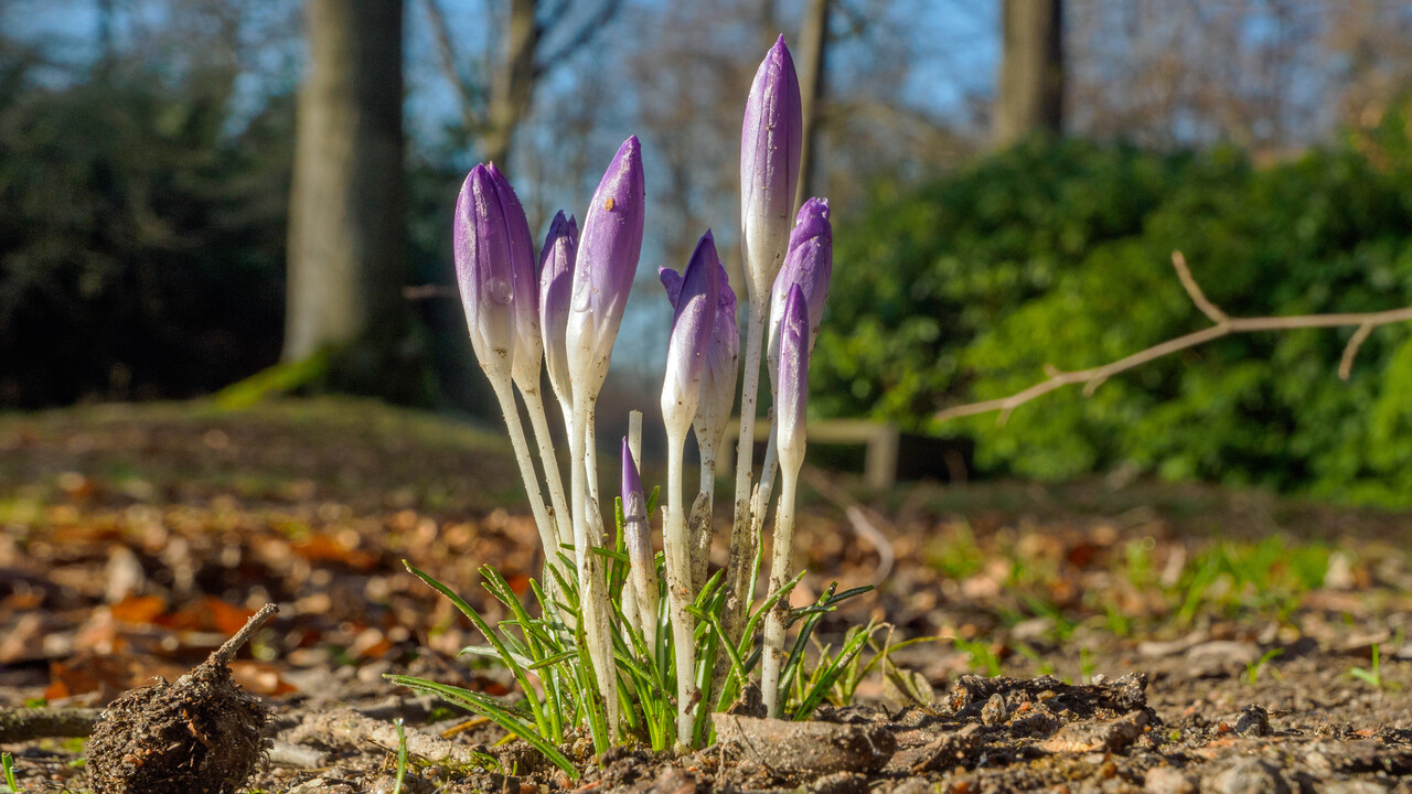 Frühlingsspaziergang, Landgut Hoekelum