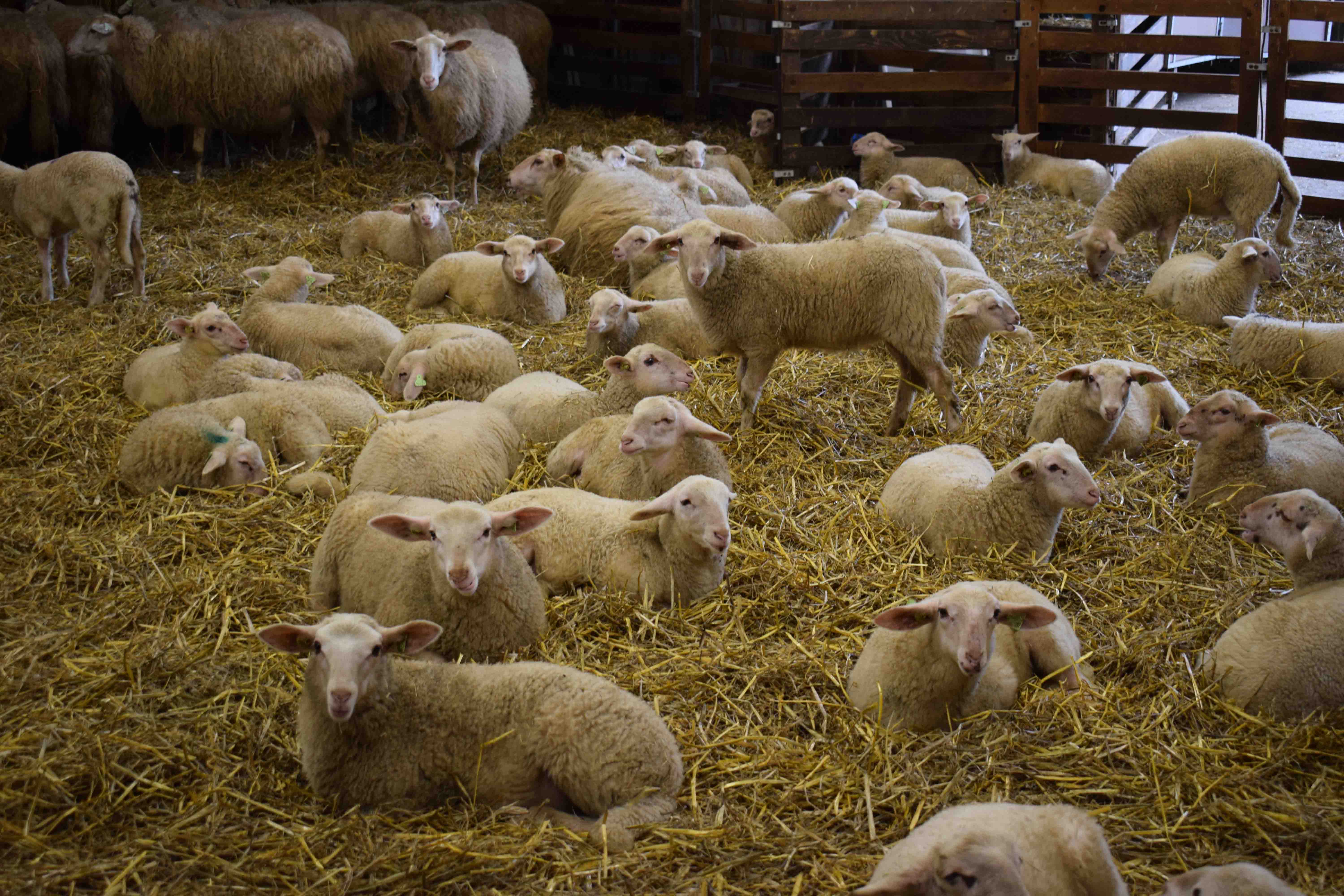 Ablammtag - Schafstall Schapenrift Ermelo