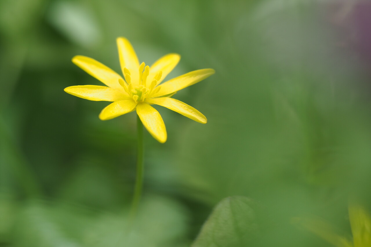 Frühlingsblumen, Landgut Staverden