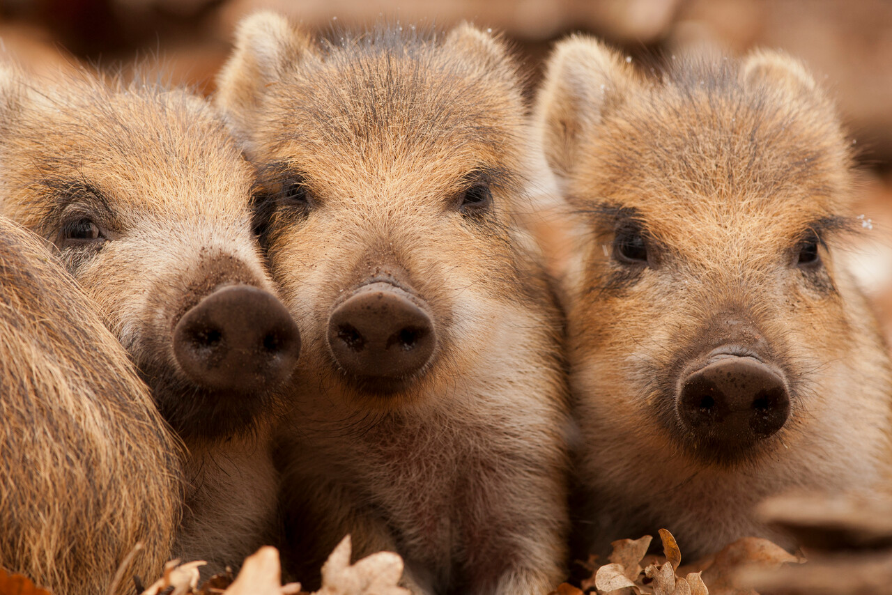 Wildtierbeobachtung, Landgut De Dellen