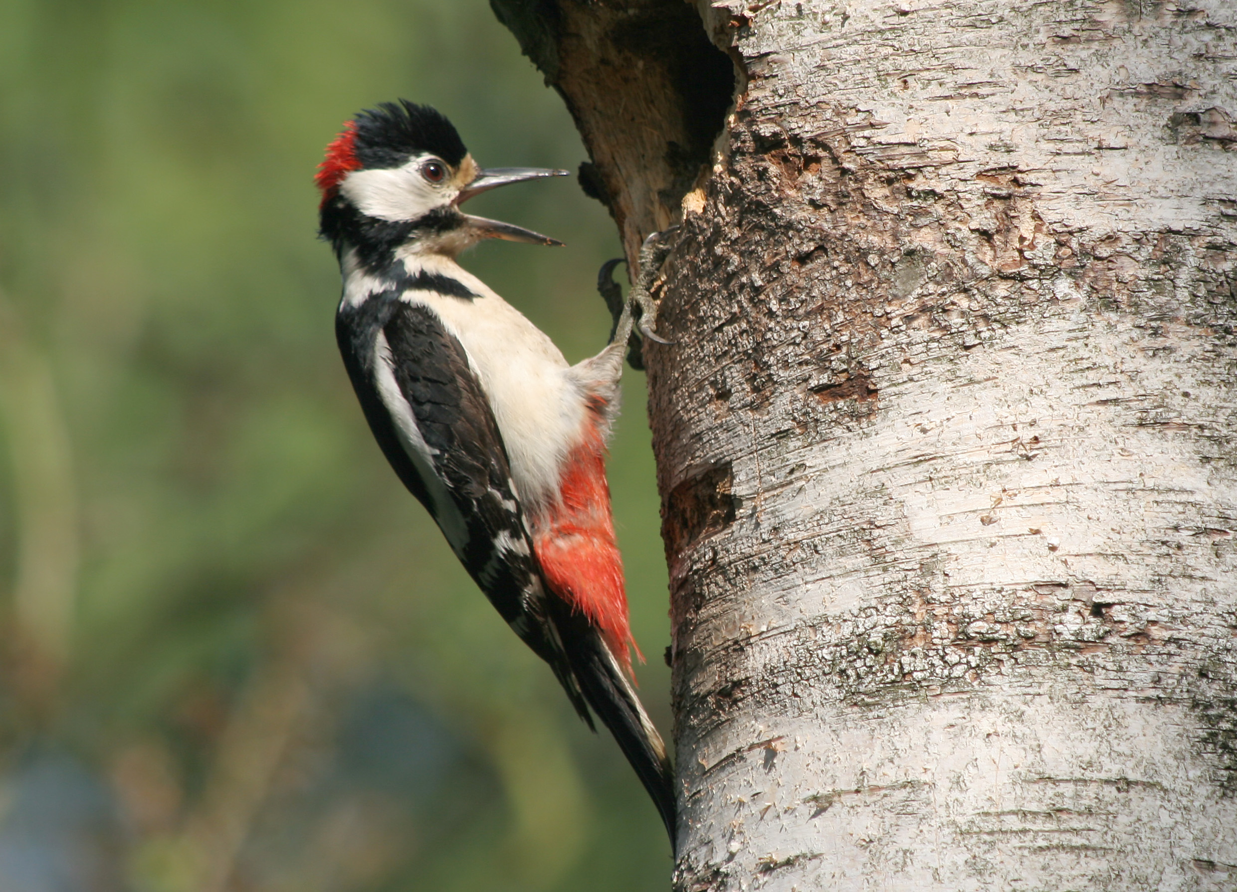 Vogelwanderung, Vijverberg