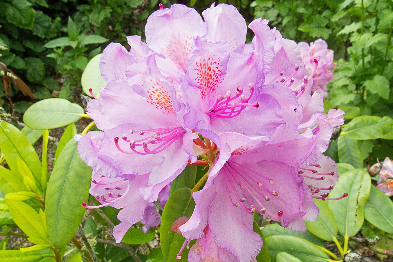 Rhododendron-Wanderung, Gut Warnsborn