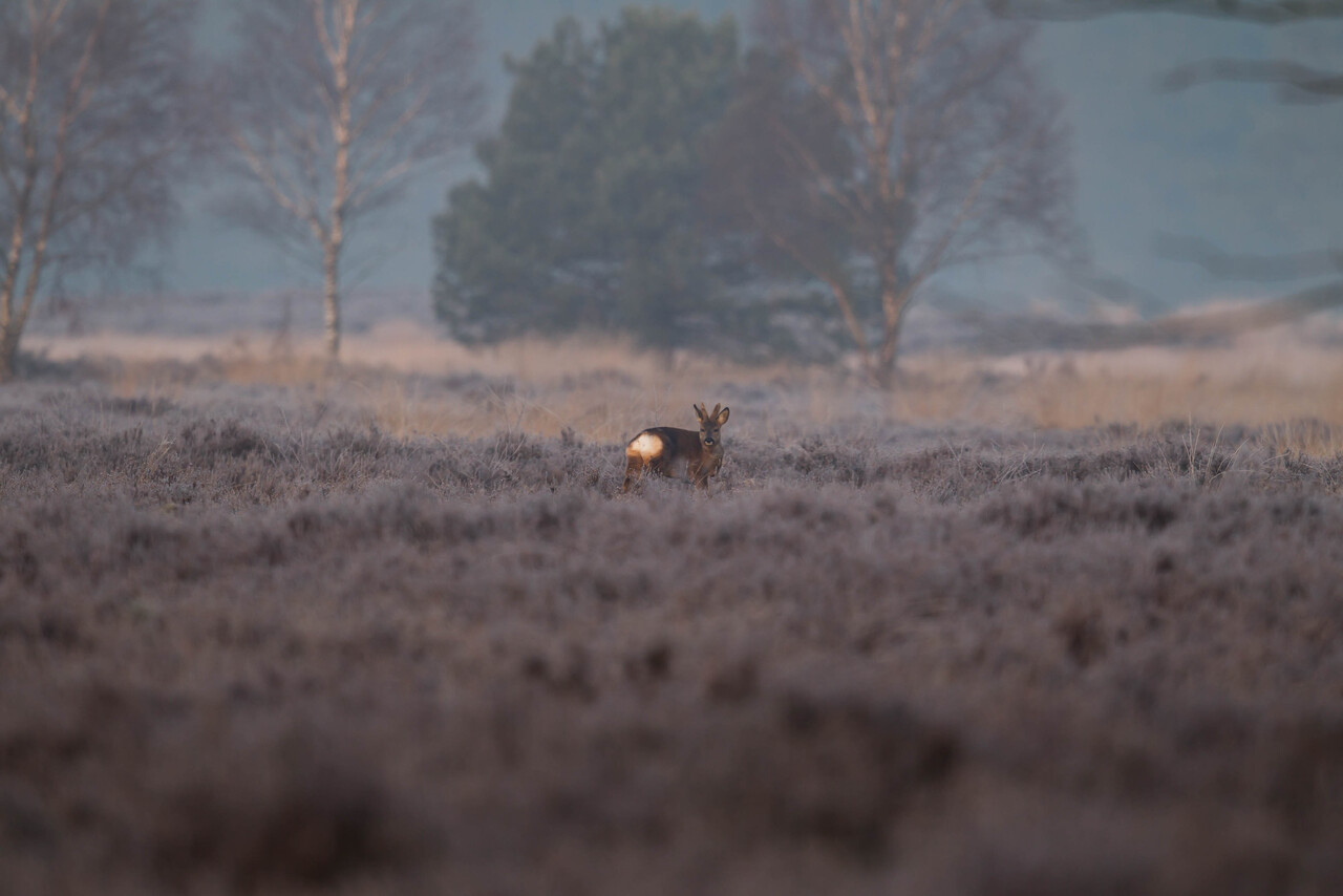 Morgenspaziergang, Tongeren Heath