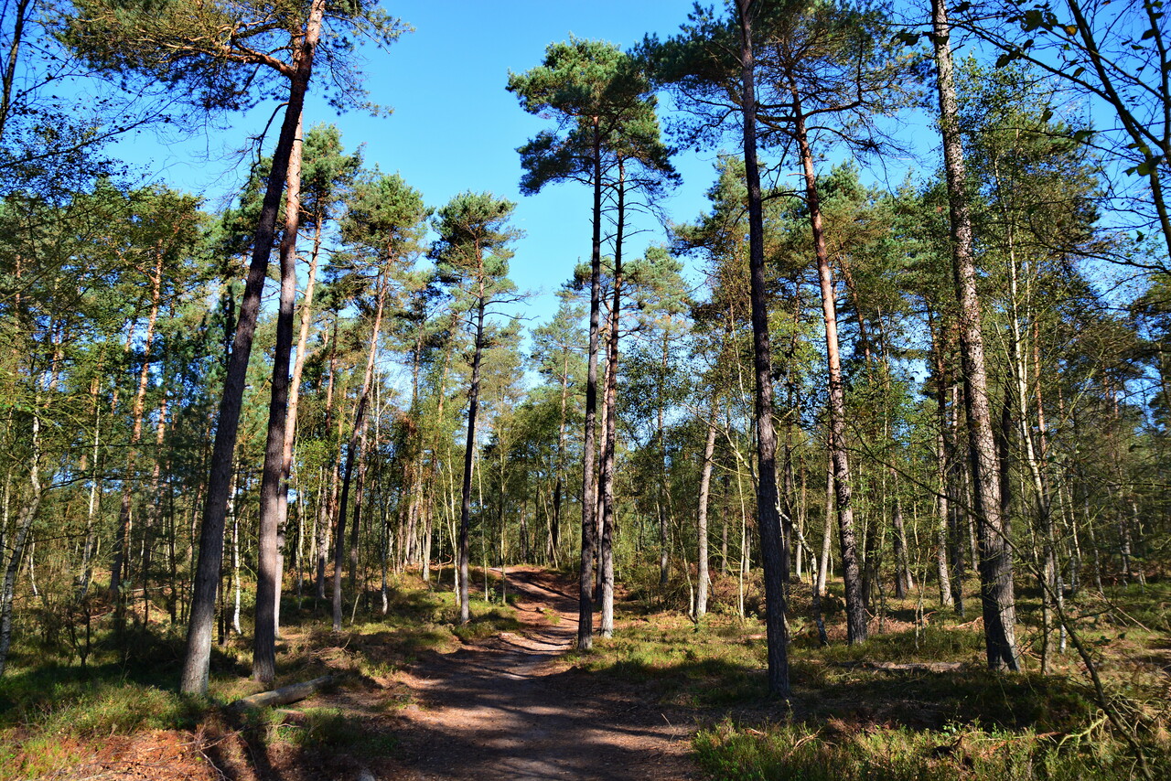 Frischer Morgenspaziergang, Majuba und Scherpenberg