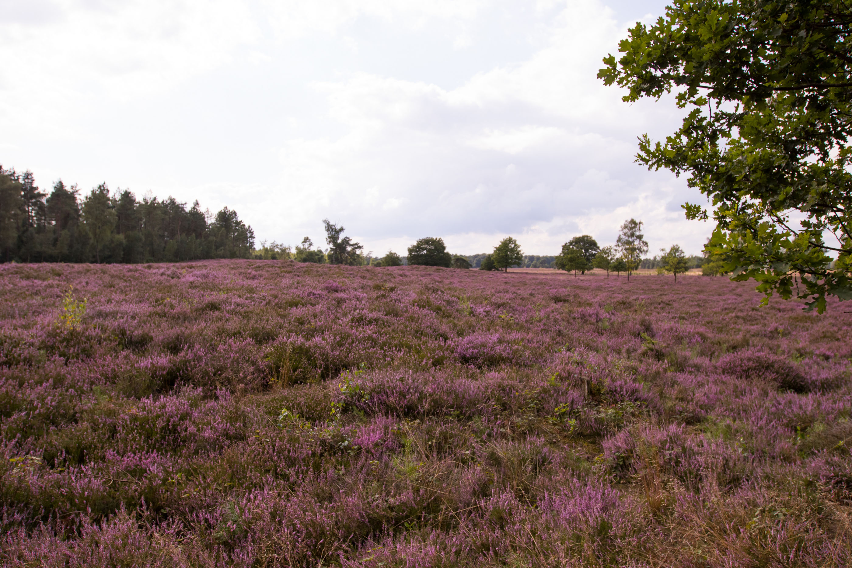 Blühende Heidelandschaft, Tongeren Heath