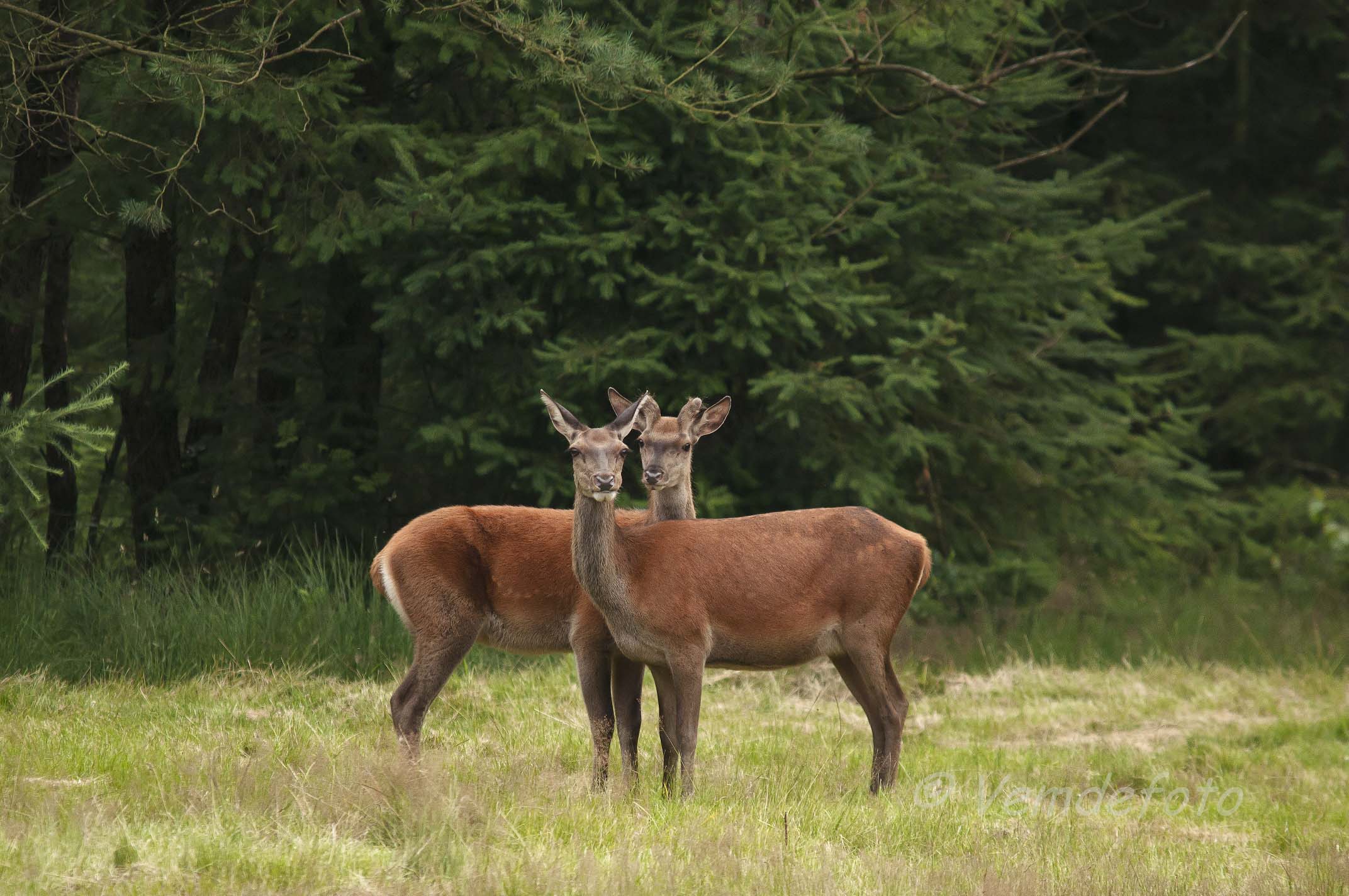 Wildtierbeobachtung, Landgut De Dellen
