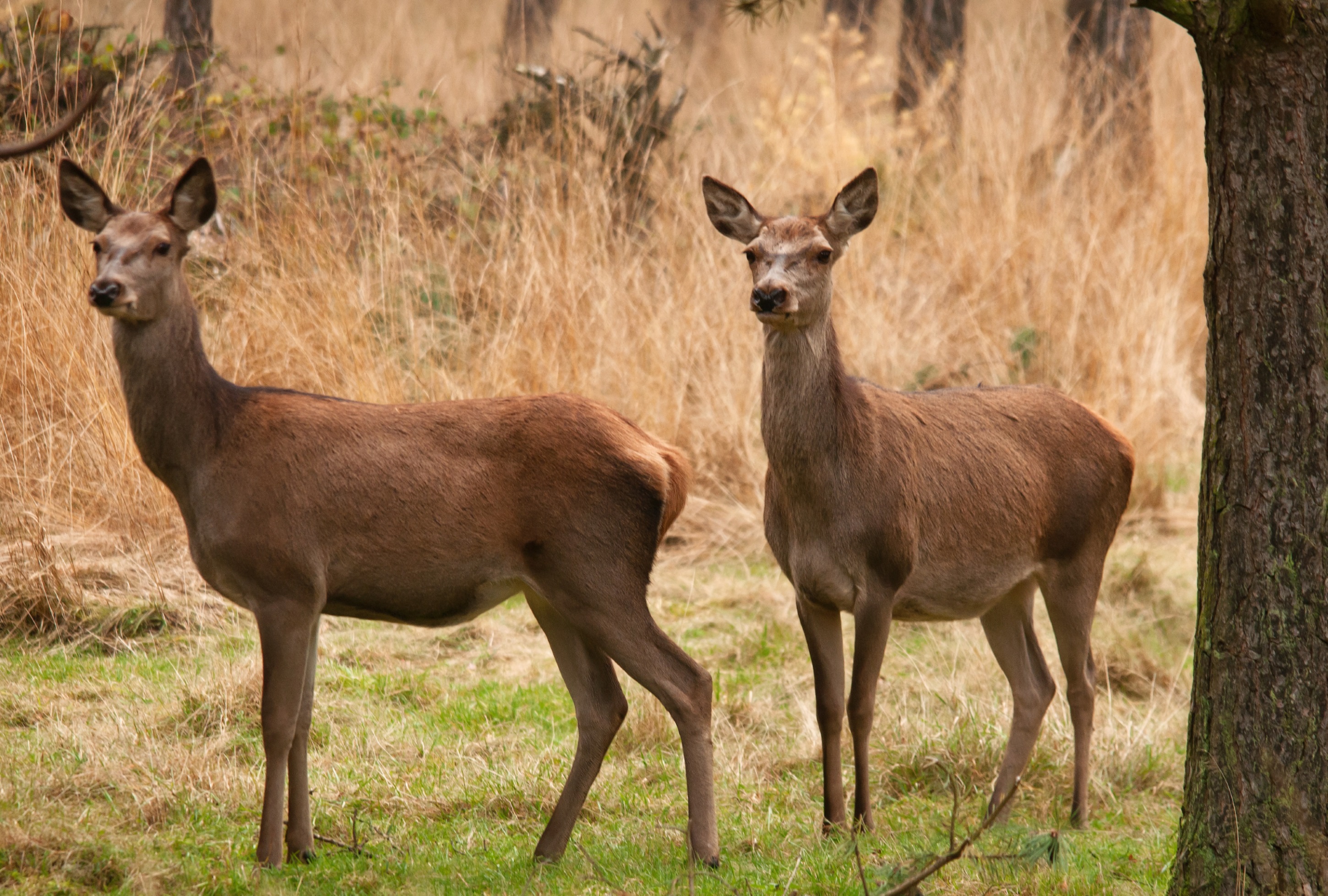 Wildtierbeobachtung, Landgut De Dellen