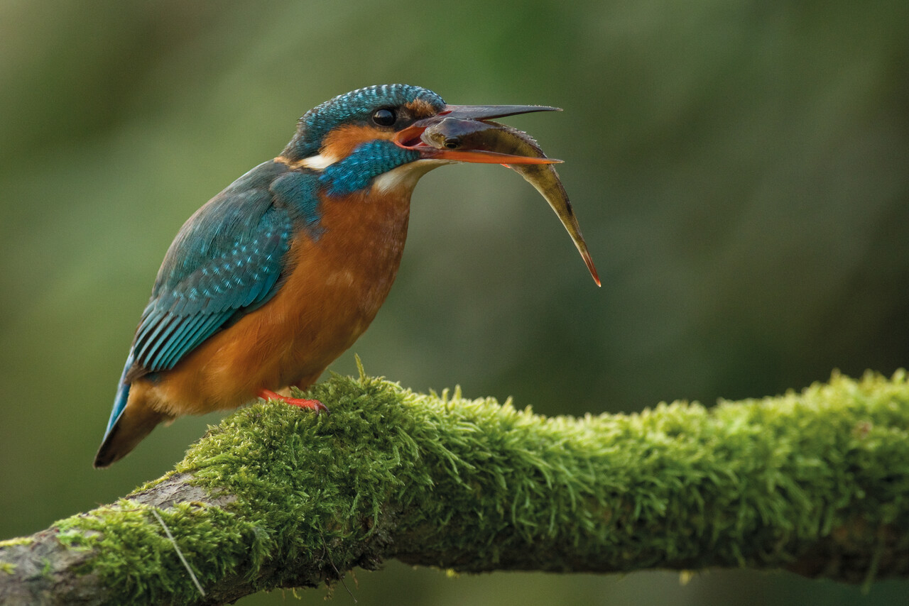 Vogel-Exkursion, Hattem Wiessenbergse Kolk