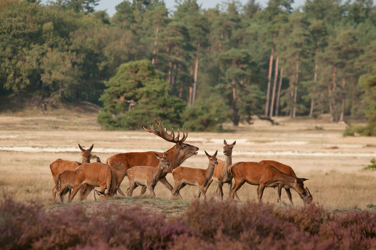 Wildtierbeobachtung, Landgut De Dellen