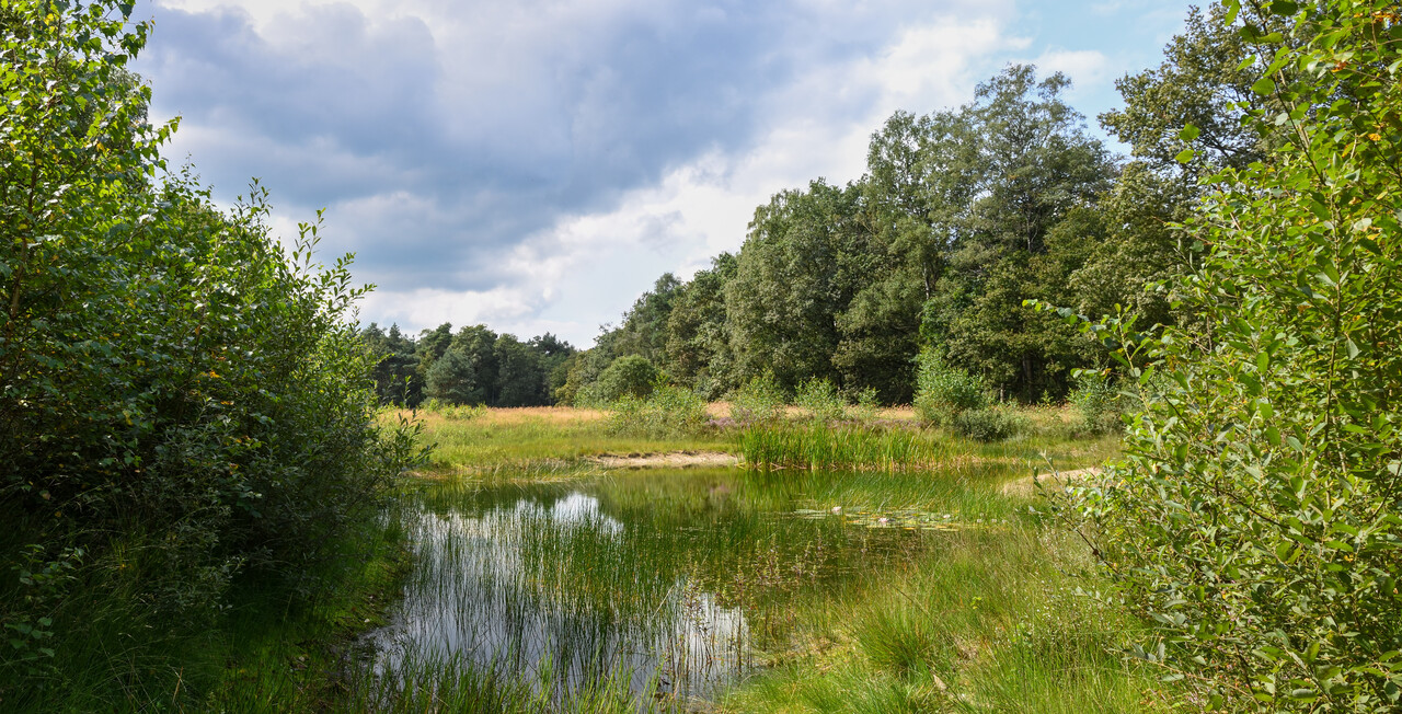Freier Spaziergang, Wilbrinker Wald