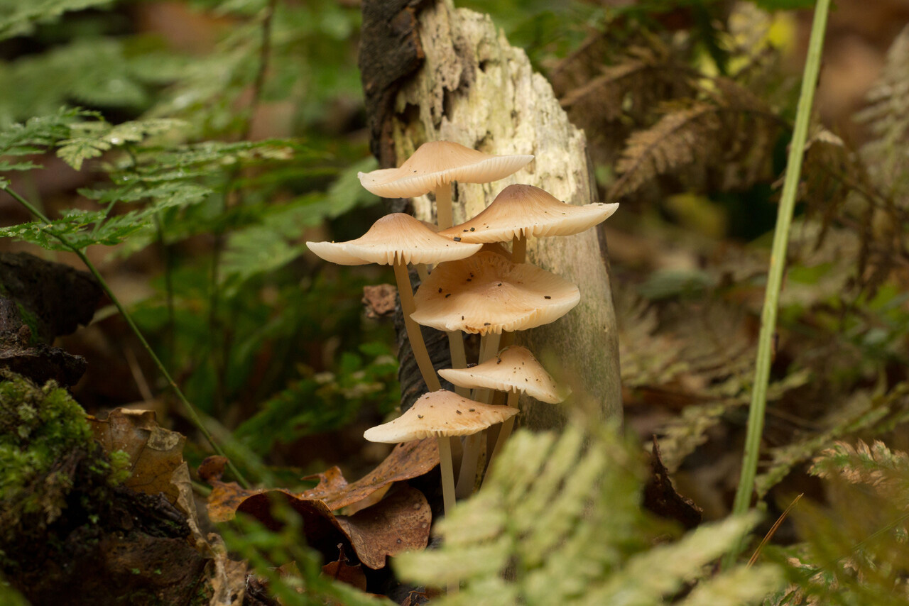 Pilzwanderung, Landgut Staverden