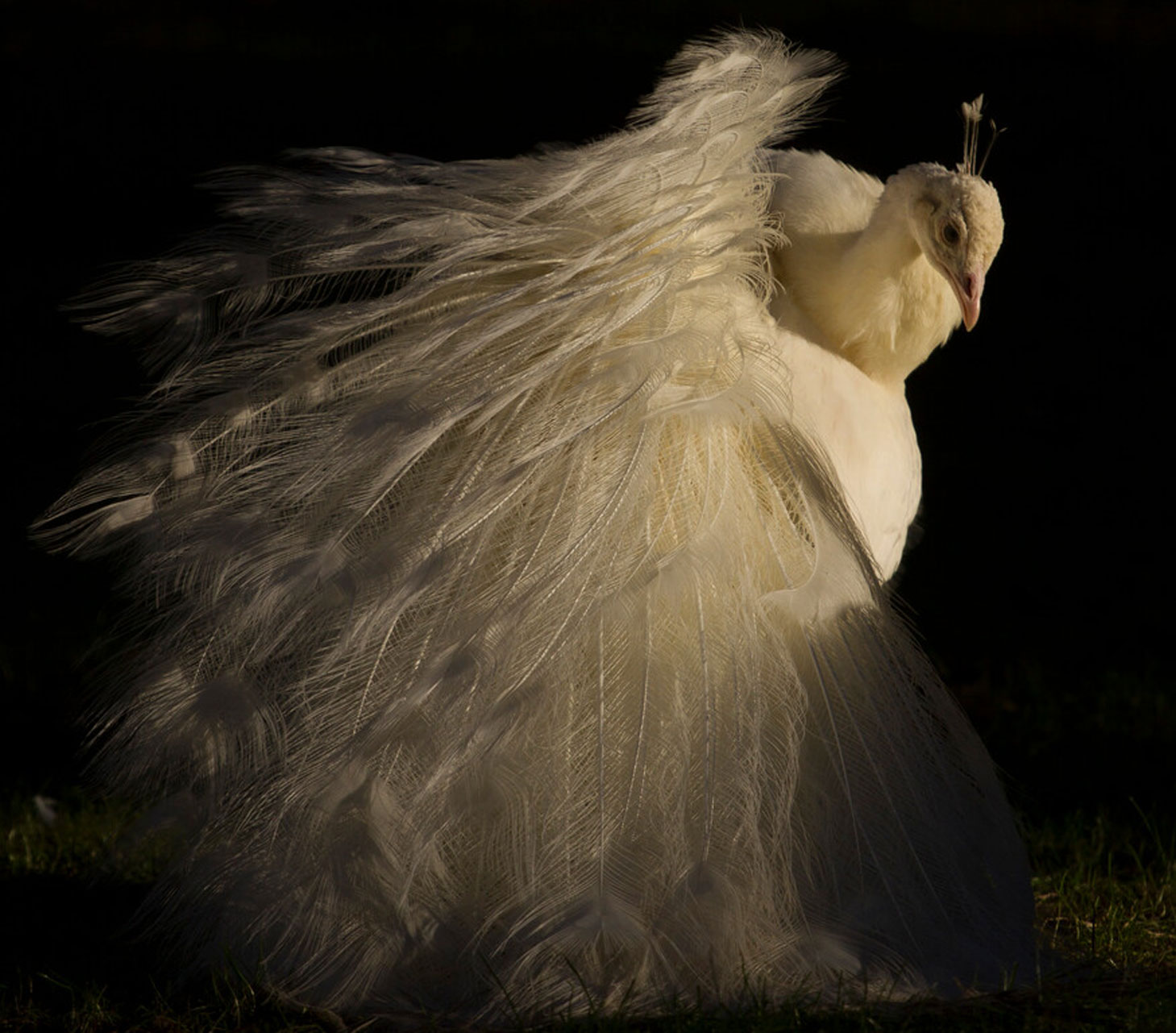 Sagen, Schatten und Legenden, Gut Staverden