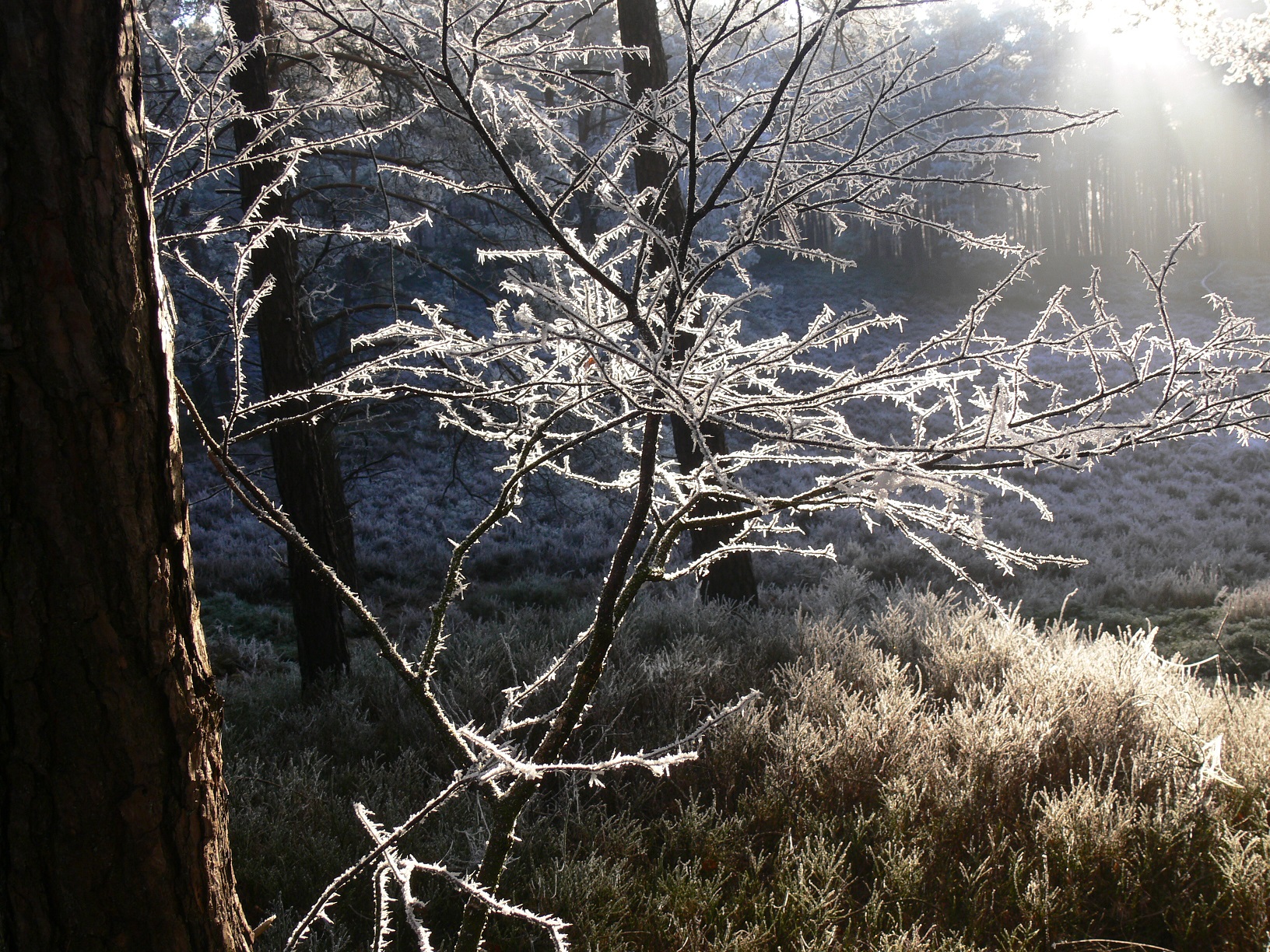 Weihnachtswanderung, Landgut Hoekelum