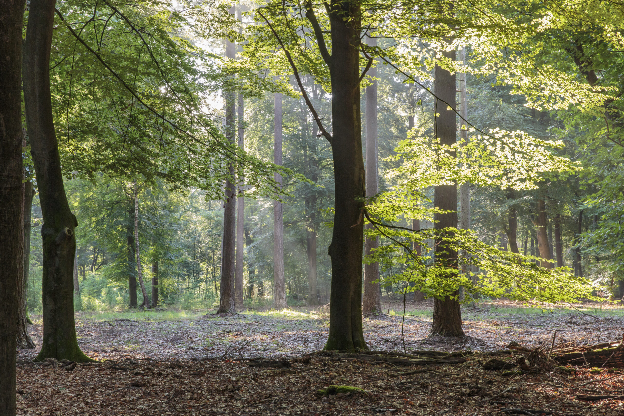Morgenspaziergang, Landgut De Dellen