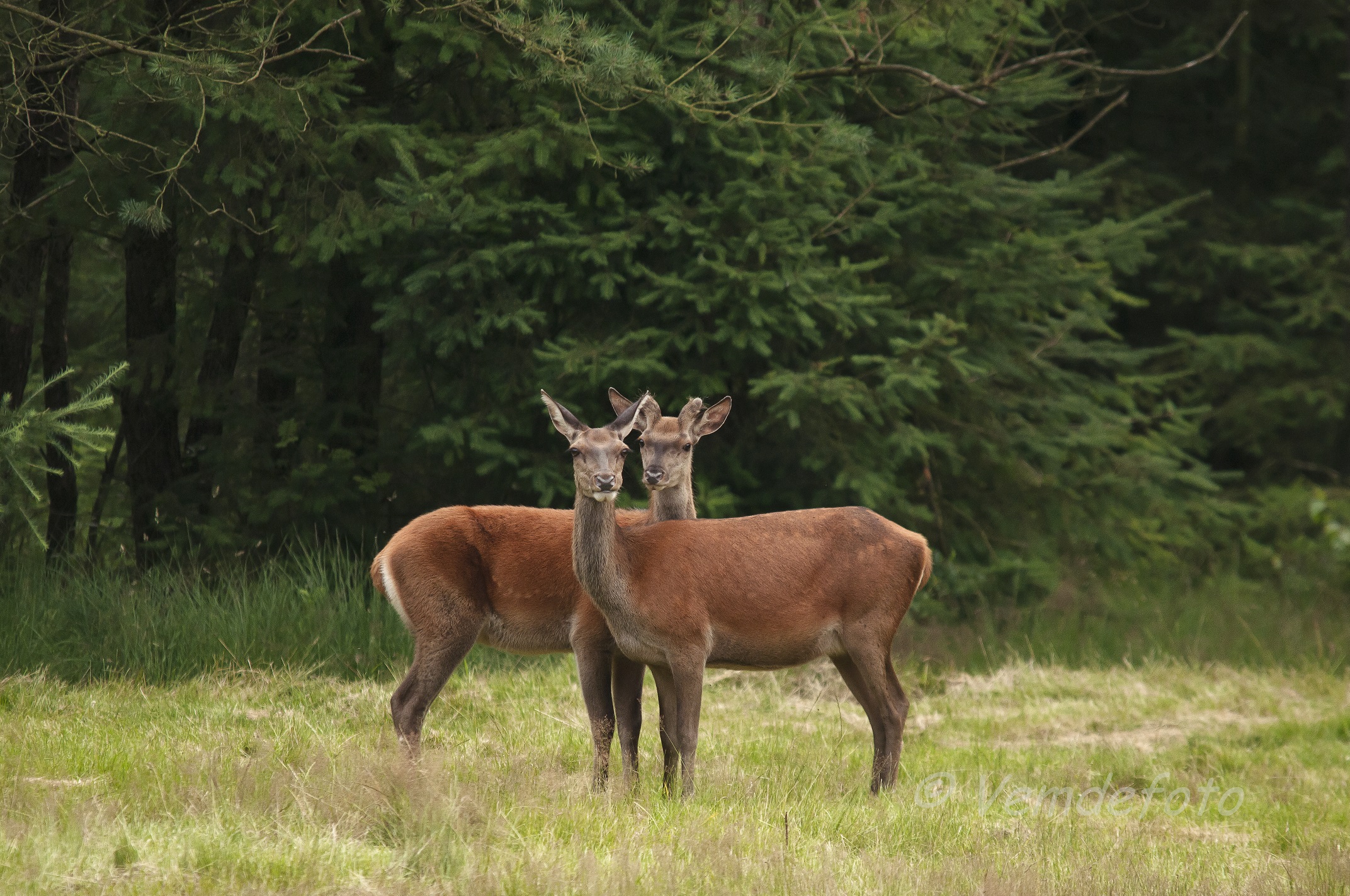 Wildtierbeobachtung, Daendels' Hof
