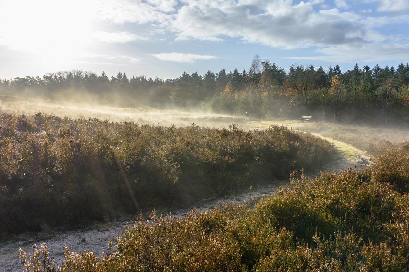 Frischer Morgenspaziergang, Petrea