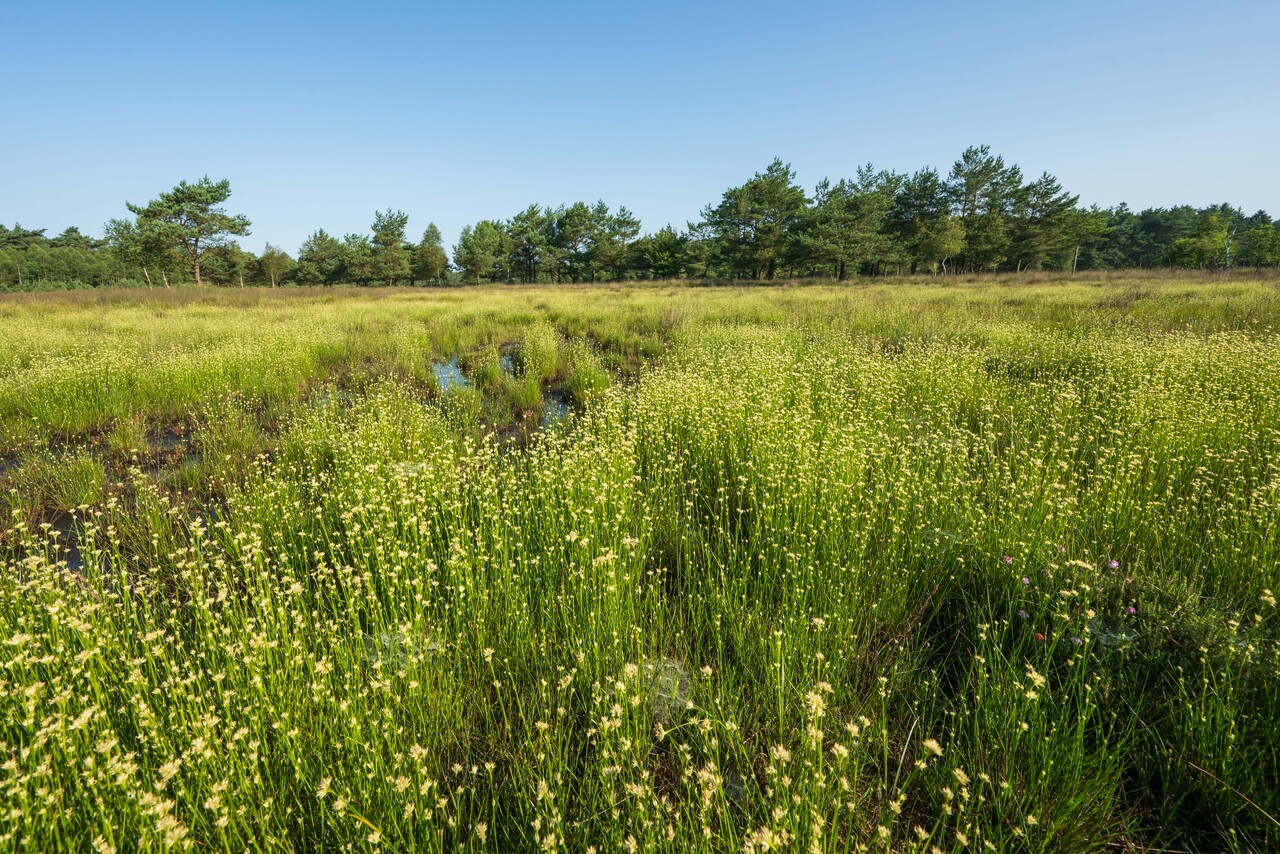 Spaziergang auf der grünen Wiese, Landgut Staverden