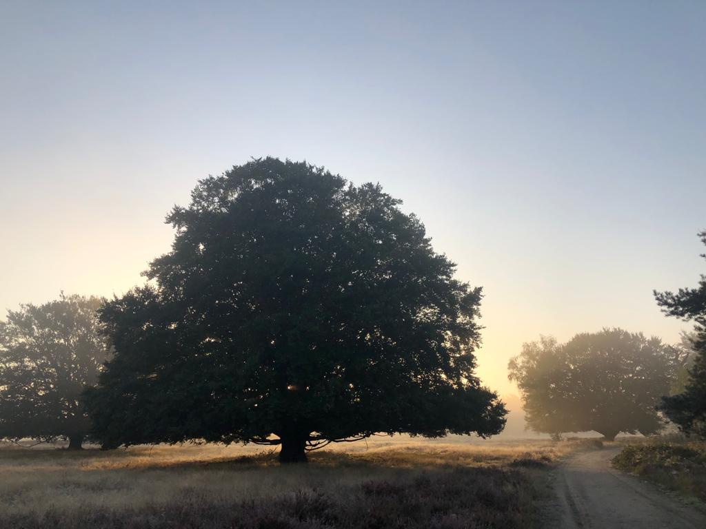 Frühmorgendlicher Spaziergang durch Wekeromse Zand