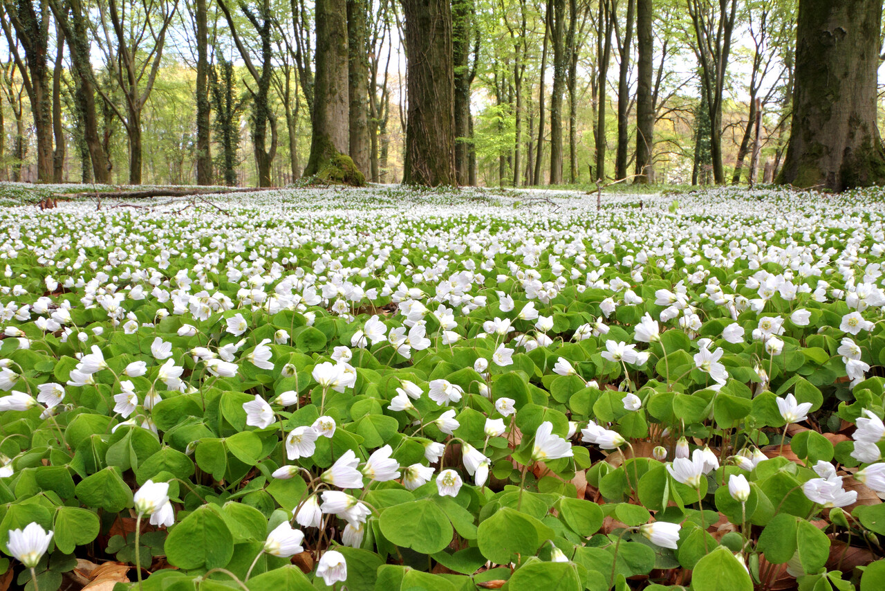 Sonntagsspaziergang, Landgut Lichtenbeek und Boschveld