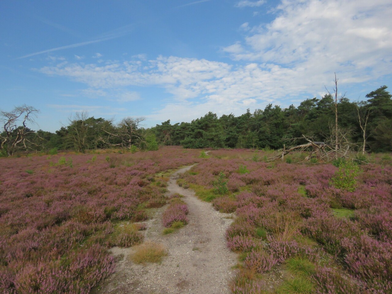 Wanderung durch die blühende Heide
