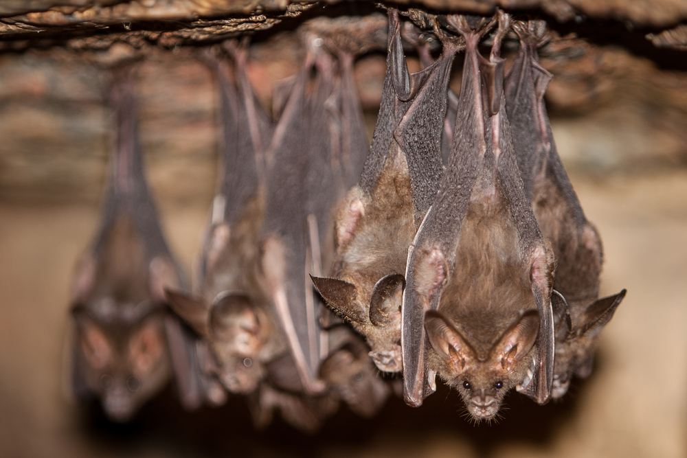 Fledermaus-Exkursion auf dem Landgut Schaffelaar