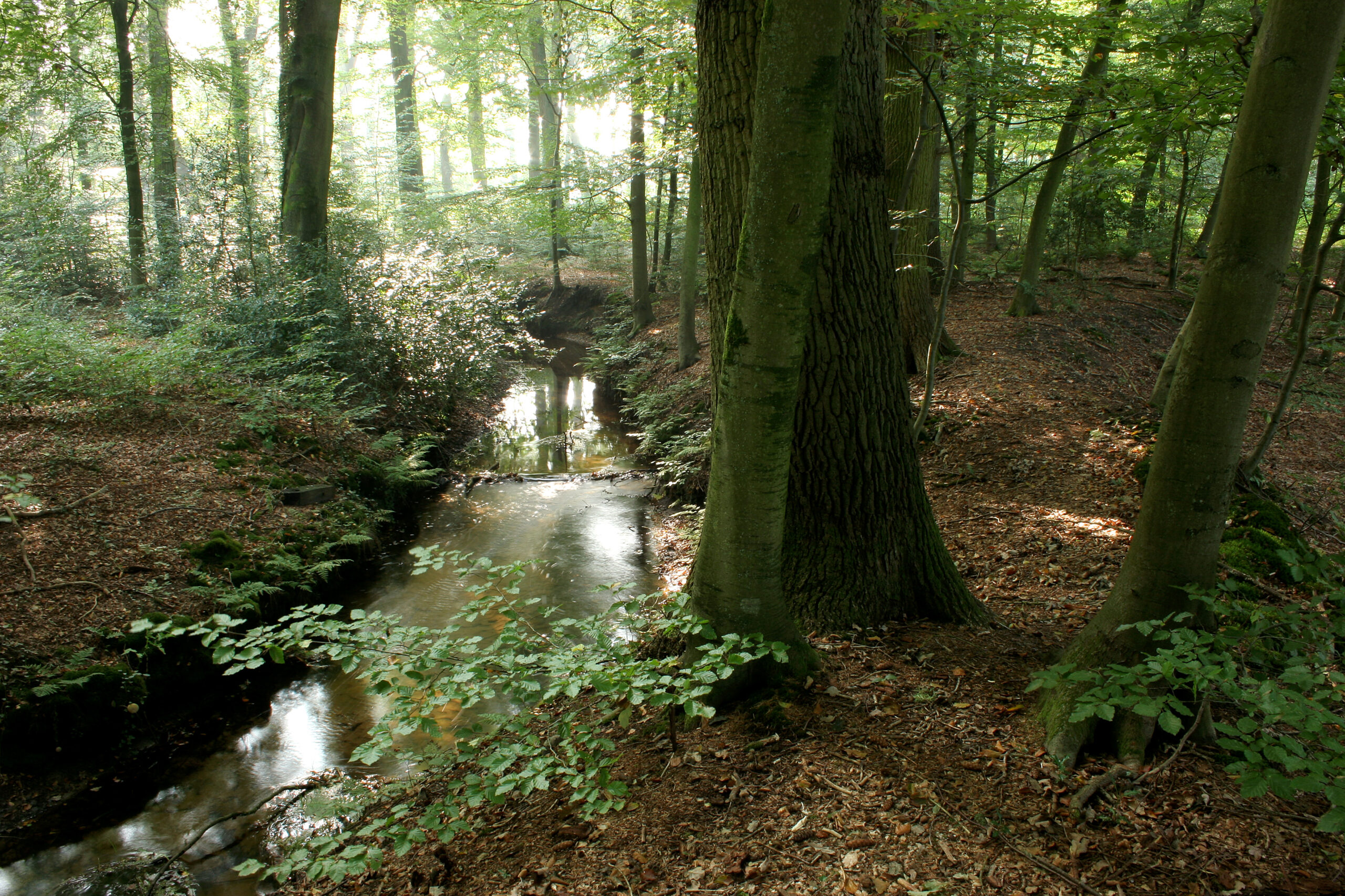 Entlang der Staverdense Beek, Gut Staverden