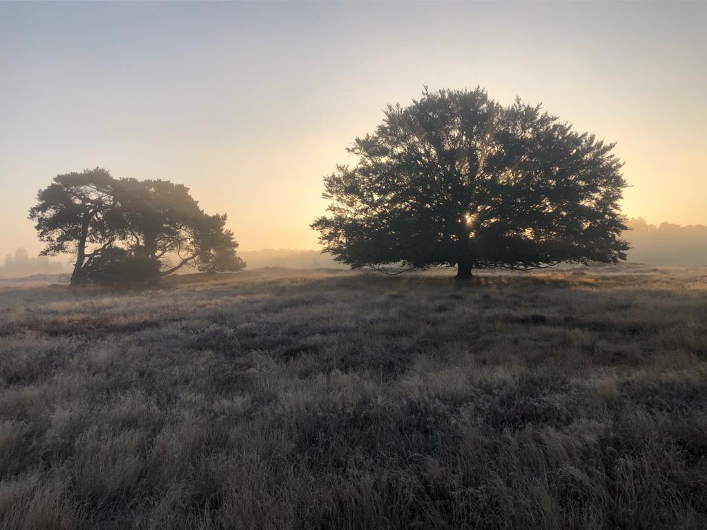 Spaziergang in der Dämmerung im Wekeromse Zand